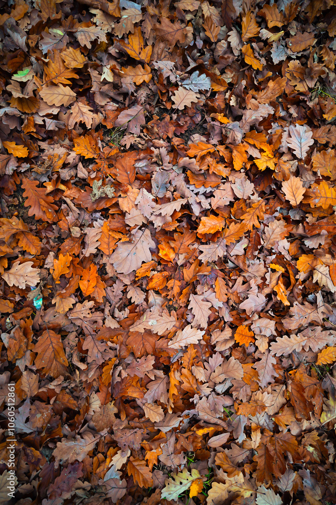 Autumn Falls Leaves Autumn Falls Leaves
