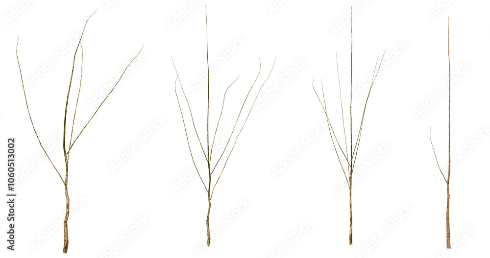 Obraz premium Delicate branches striking through the night sky, capturing nature's quiet elegance in a serene moment of reflection