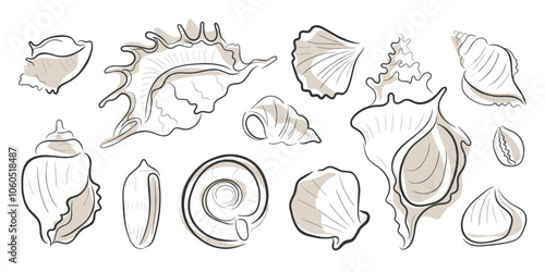 Hand drawn line art vector of Sea shells. Crustacean doodle