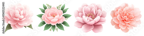 Pink peony flowers with green leaves, white isolate background. transparent background