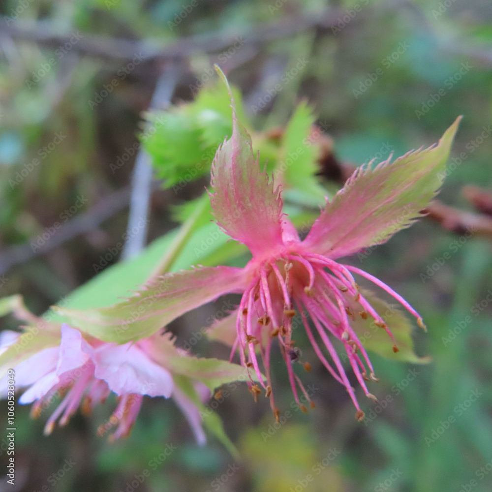 Fototapeta premium 日本で秋にジュウガツザクラがピンク色の花を咲かせています