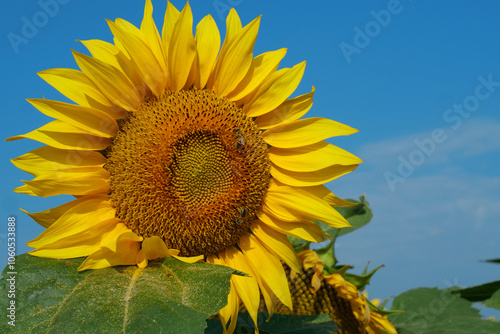 Field of beautiful sunflowers with many bees working. Bees are hard at work