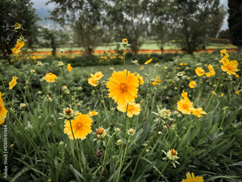 Field of yellow Coreopsis (Coreopsis lanceolata) flowers in bloom, creating a vibrant natural landscape. photo