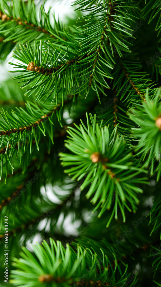 close- a coniferous tree branch with deep green needles close- a coniferous tree branch with deep green needles