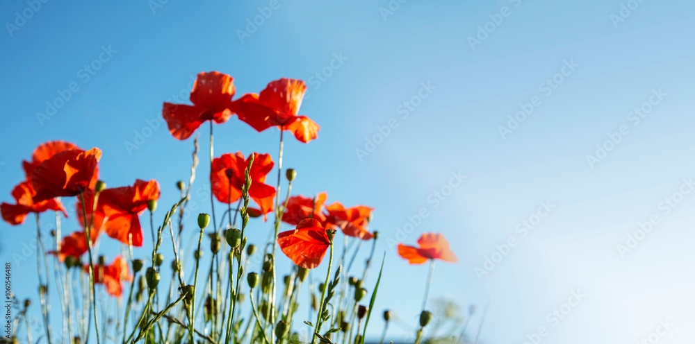 Obraz premium Bright poppy flowers against the blue sky. Field of wild poppies on a sunny spring day. Floral banner. Red poppy as a symbol of the memory of the victims of the war.