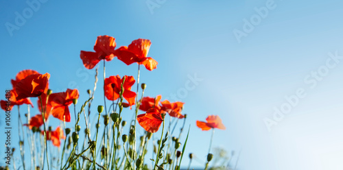 Bright poppy flowers against the blue sky. Field of wild poppies on a sunny spring day. Floral banner. Red poppy as a symbol of the memory of the victims of the war.