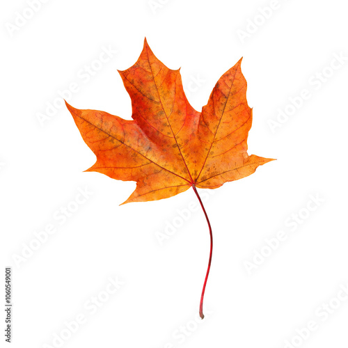 autumn leaf on transparent background or PNG