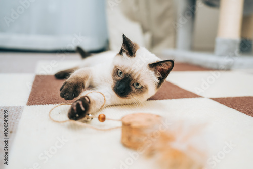 Bild auf Leinwand おもちゃに戯れるシャム猫ミックスの子猫