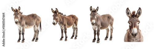Donkey set, collection of jack or jenny isolated on transparent background cutout png