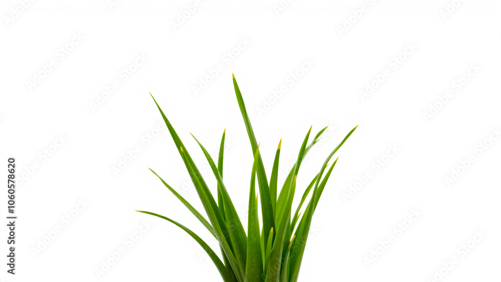 Fototapeta premium close- vibrant green grass blades