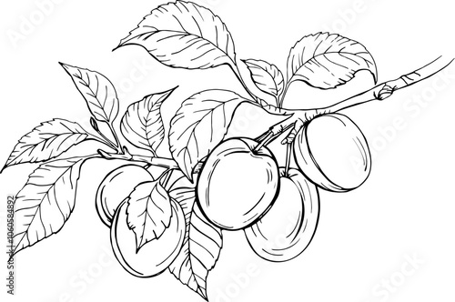 vector hand drawn illustration of plum on a branch with leaves. for coloring books and other things Hand drawn collection for design, isolated on white. Black lines sketch