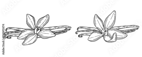 Vanilla pods and flowers hand drawn composition. Natural aroma ingredient and spice. sketch vector illustration