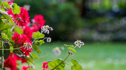 Flor en Jardín