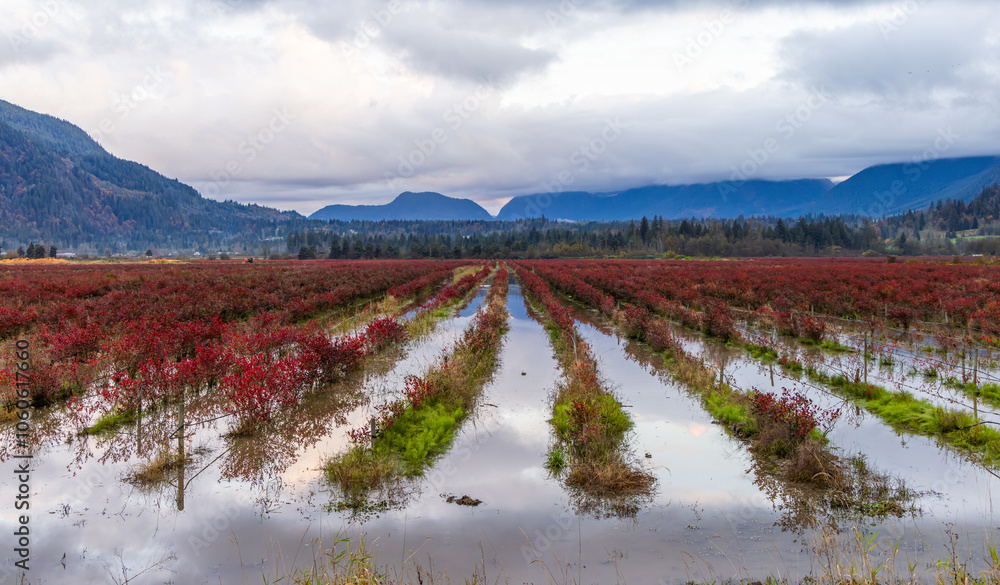 Scenic Autumn Fields in Fraser Valley, British Columbia Scenic Autumn Fields in Fraser Valley, British Columbia
