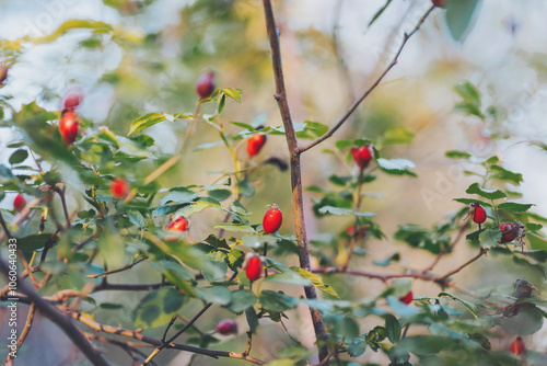 Red rosehip berries on the branches. Romantic autumn still life with rosehip berries. Wrinkled berries of rosehip on a bush on late Fall. Hawthorn berries are tiny fruits that grow on trees and shrubs photo