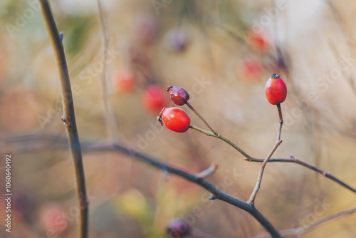 Rose hip, bush, fruits, self-sufficiency, garden. Red rosehip berries on the branches. Hawthorn berries are tiny fruits that grow on trees and shrubs photo