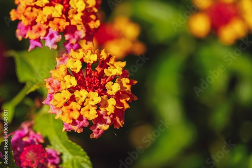 Close-up of a vibrant Lantana flower with yellow and red petals in the garden with a blur background