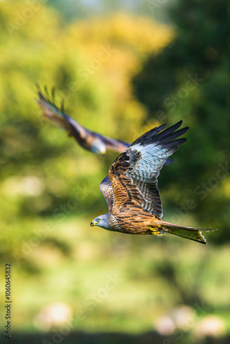 Red Kite, Milvus milvus, bird in flight