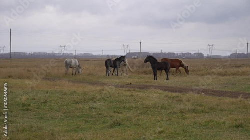 horse, hooves, stallion, pasture, brown, equine, meadow, beautiful, field, breeding, cattle, husbandry, pastoralism, farming, cattle farming, steed, horseback, grassland, pastureland, pasturage, grazi photo