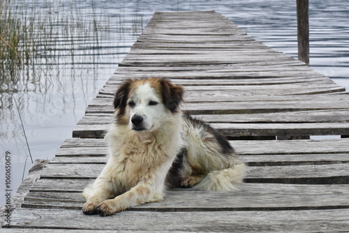dog on the pier