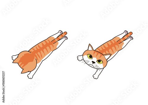 うつ伏せに寝そべりこっちを見る猫(茶トラ)