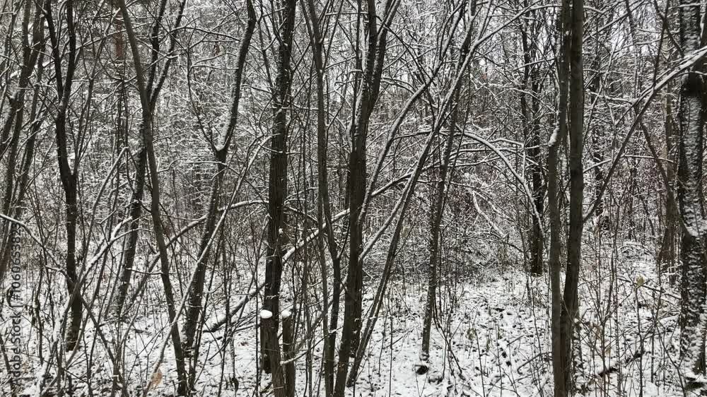 Serene Snowy Winter Forest with Bare Trees, Thin Snow Layer on Branches, and Calm Atmosphere for Nature Background or Seasonal Concept Stock Footage Serene Snowy Winter Forest with Bare Trees, Thin Snow Layer on Branches, and Calm Atmosphere for Nature Background or Seasonal Concept Stock Footage