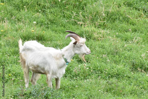 white goat on a meadow