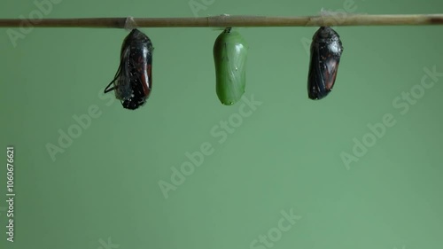 Two Monarch Butterflies hatch from chrysalis, Danaus plexippus, cut in middle at fast speed 500x on light green background