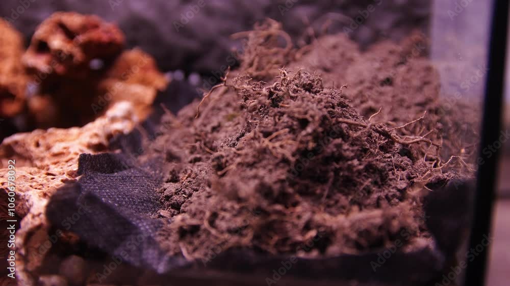 Building a Paludarium Ecosystem for Vampire crabs Building a Paludarium Ecosystem for Vampire crabs