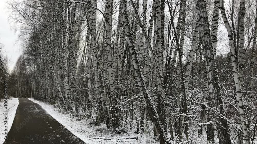 Serene Winter Forest Path Through Snow Dusted Birch Trees Capturing Peaceful Landscape with Gentle Snowfall. Ideal for Nature, Meditation, and Winter Themed Video Concepts Serene Winter Forest Path Through Snow Dusted Birch Trees Capturing Peaceful Landscape with Gentle Snowfall. Ideal for Nature, Meditation, and Winter Themed Video Concepts