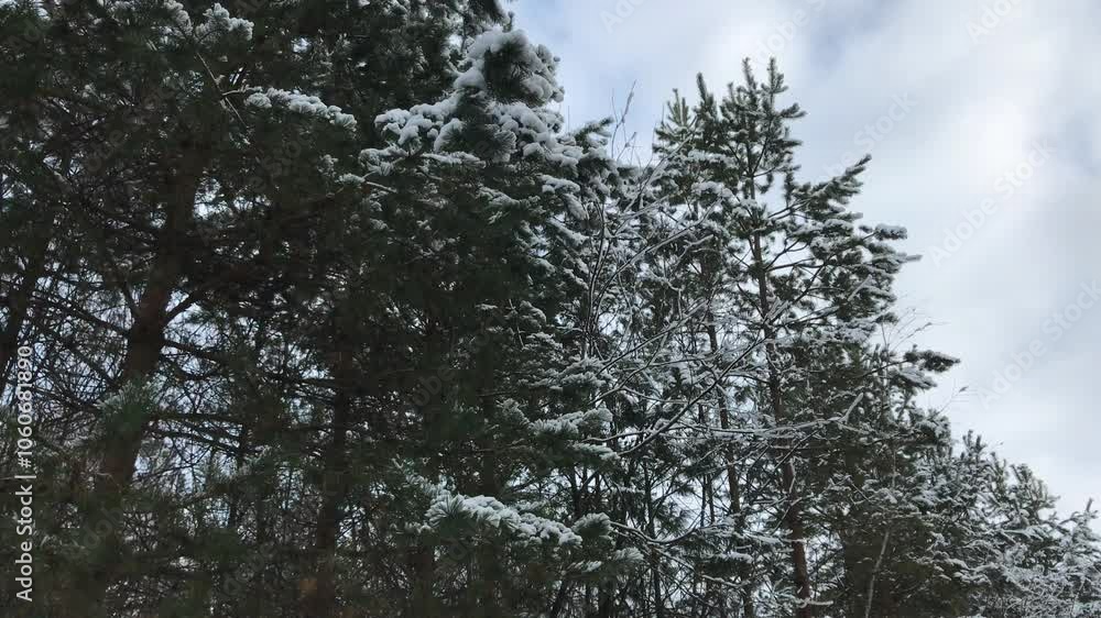 Snow Laden Evergreen Pine Trees in a Peaceful Winter Forest with Overcast Sky. Ideal Footage for Winter Season, Holiday Themes, and Nature Documentaries Depicting Quiet Wilderness Snow Laden Evergreen Pine Trees in a Peaceful Winter Forest with Overcast Sky. Ideal Footage for Winter Season, Holiday Themes, and Nature Documentaries Depicting Quiet Wilderness