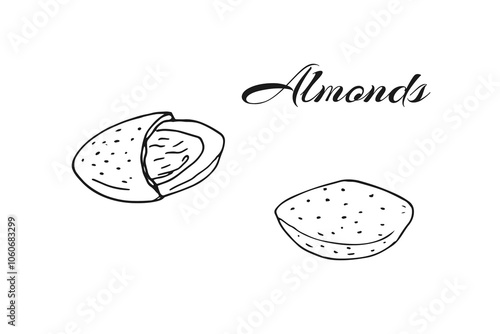 Almond nuts. Opened and closed.  Hand-drawn sketches illustration on a white background.