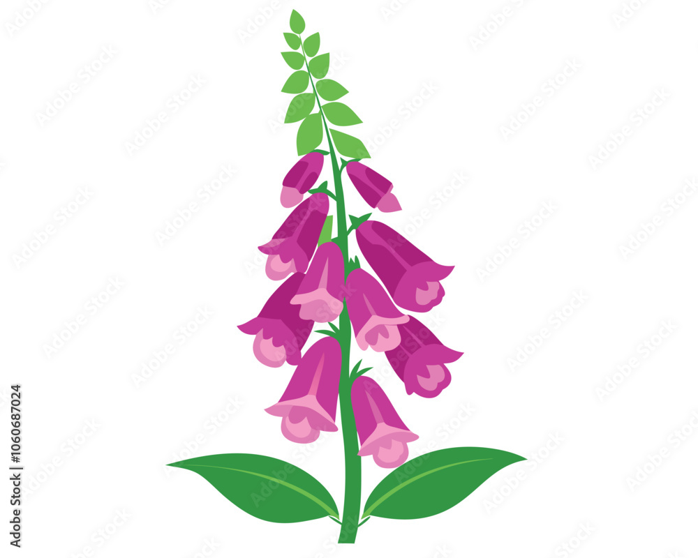 Foxglove flower vector illustration on white background Foxglove flower vector illustration on white background