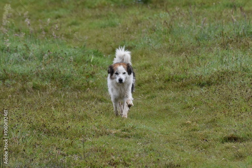 jack russell terrier running