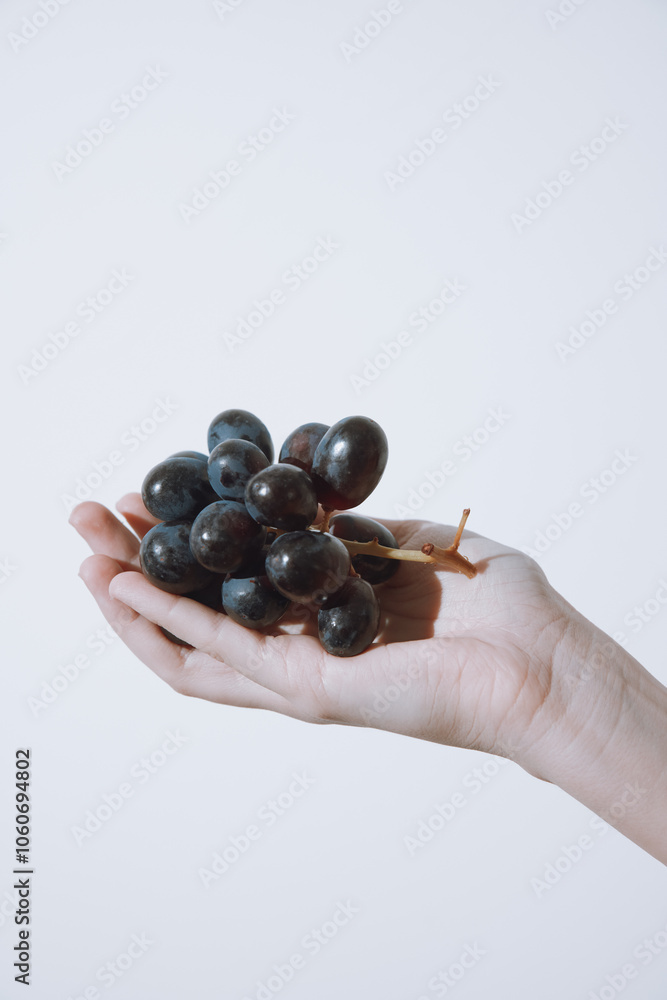 Hand holding black grapes on white background with copy space for text Hand holding black grapes on white background with copy space for text