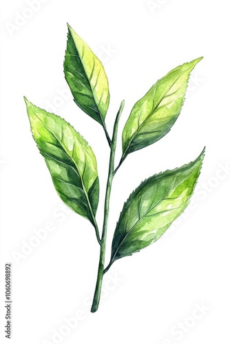 Fresh Green Tea Leaves. Hand-painted Watercolor Illustration of Herbal Plant on White Background