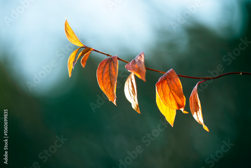 Photography autumn leaves background, nacka,sverige,sweden,stockholm,Mats,autumn