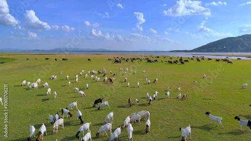 Goats and cows on rural pastures in Thailand
