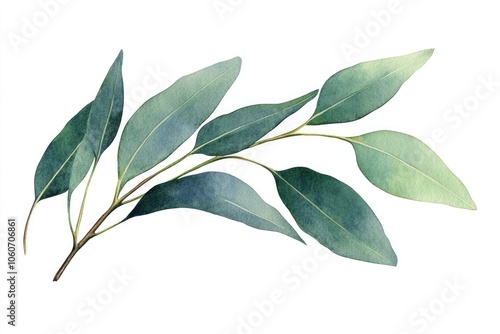 Watercolor Eucalyptus Leaf Illustration on White Background with Hand-drawn Elements