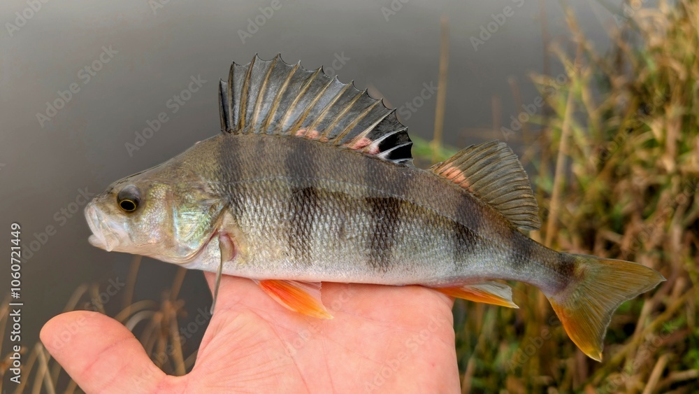 Fresh water fish perch hooked on spinning lure, fishing, catch and release, animals and wildlife, nature background