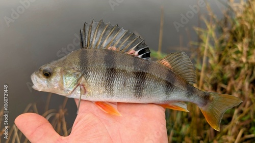 Obraz na płótnie Fresh water fish perch hooked on spinning lure, fishing, catch and release, animals and wildlife, nature background
w salonie