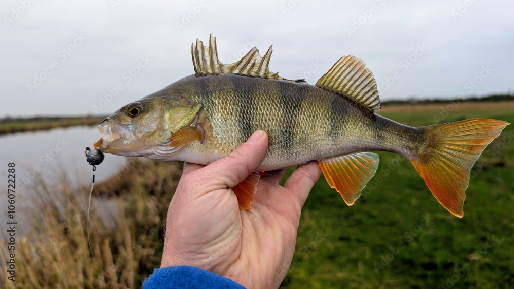 Fresh water fish perch hooked on spinning lure, fishing, catch and release, animals and wildlife, nature background