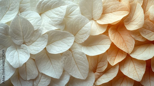 closeup of flower petals and beigewhite leaves showcasing a natural texture that provides a soothing neutral background ideal for botanical design photo