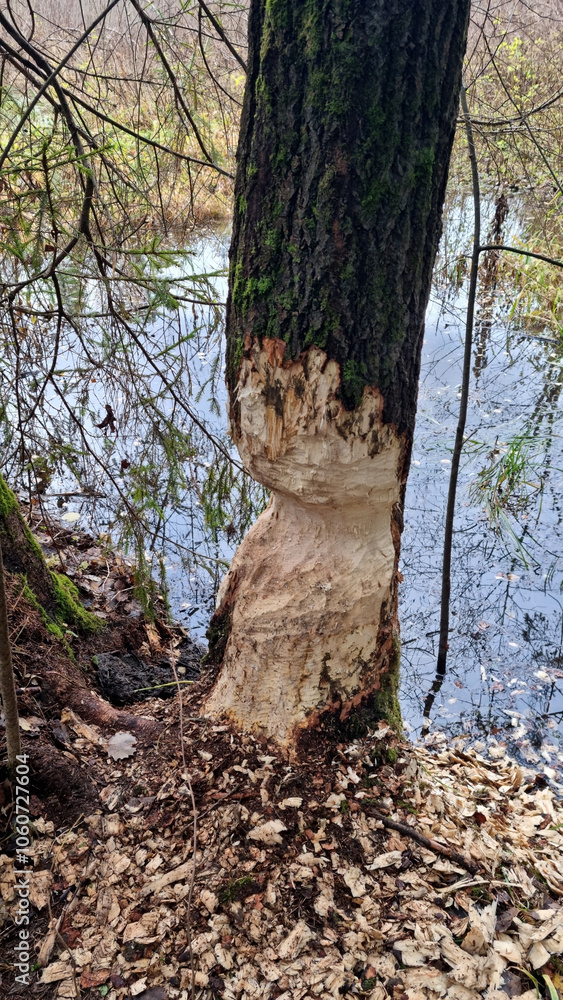 Fallen aspen. A thick aspen trunk, gnawed by a beaver, lies in the water. Selective focus Fallen aspen. A thick aspen trunk, gnawed by a beaver, lies in the water. Selective focus