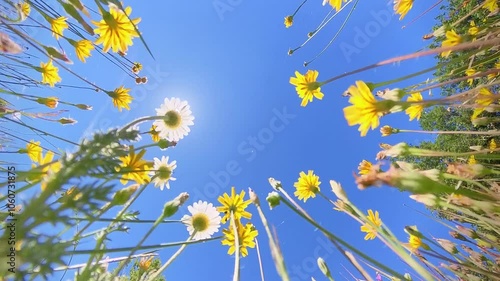 Vibrant yellow wildflowers viewed from a low angle against a clear blue sky background. A sunny and cheerful natural scene capturing the essence of spring.