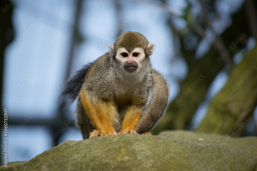 Squirrel Monkey in tree Squirrel Monkey in tree