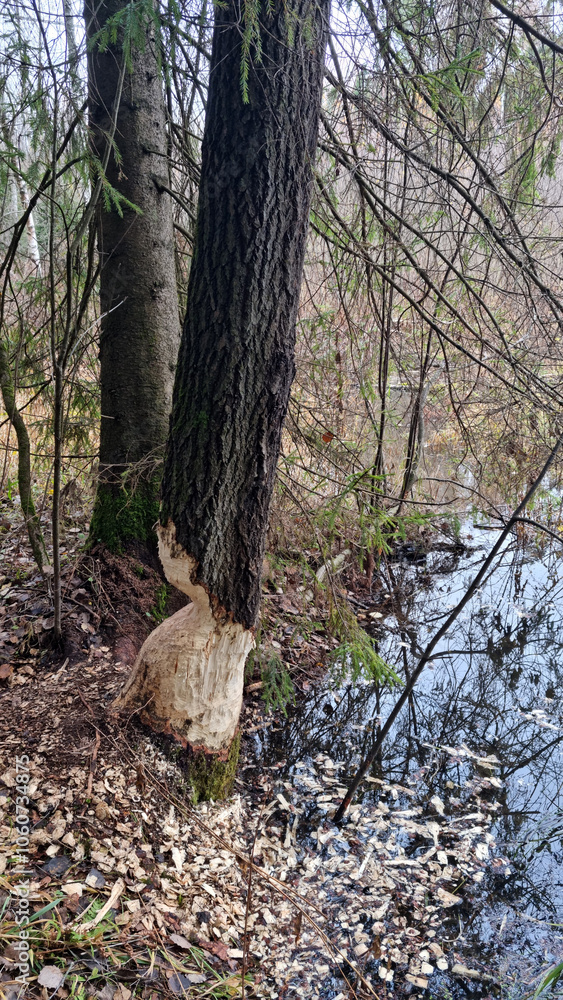 Report of a beaver's work gnawing on an aspen tree trunk. Day 2 Report of a beaver's work gnawing on an aspen tree trunk. Day 2