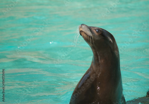 Californian Sea Lion with blue water in background, space for copy, text