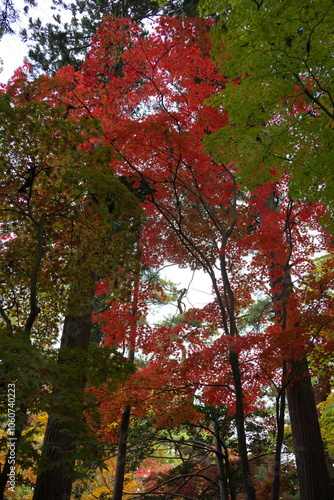 紅葉