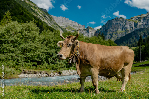 Dairy cows. Cow at meadow. Cattle in grass field. Cow in grassy pasture. Cow in the countryside. Cows graze on summer meadow. Rural landscapes with cows. Cows in a pasture. Cattle cow grazing on